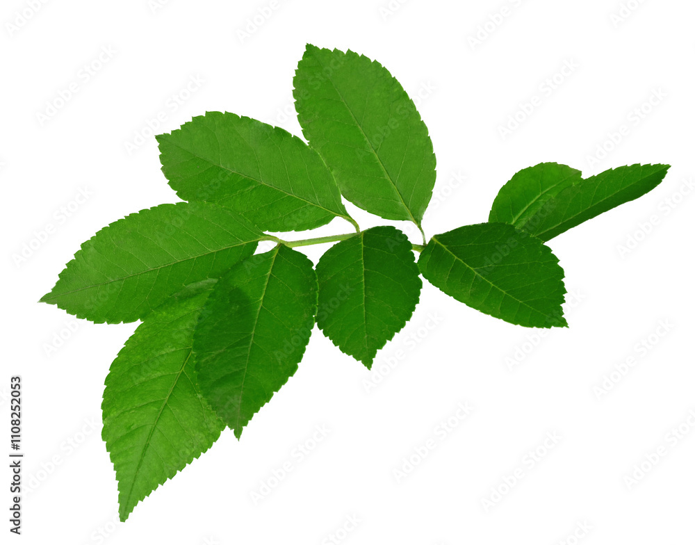 green spring leaves for design and decoration. Isolated on transparent, png. Fresh leaves. Foliage. Spring, summer. green spring leaves for design and decoration. Isolated on transparent, png. Fresh leaves. Foliage. Spring, summer.