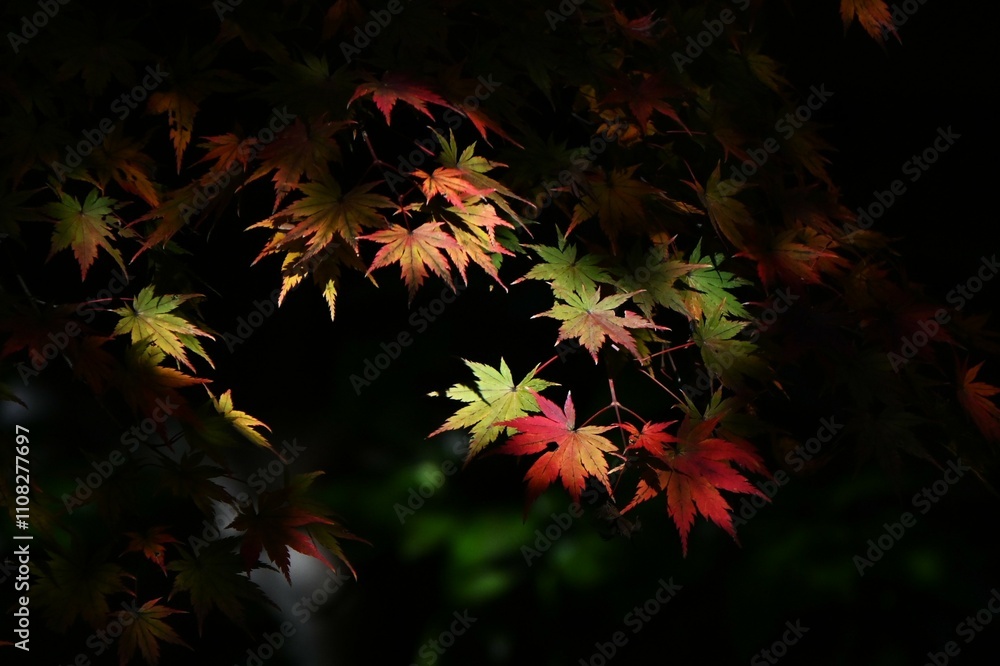 Japan sightseeing trip. Autumn leaf viewing. A seasonal feature of autumn in Japan. Japan sightseeing trip. Autumn leaf viewing. A seasonal feature of autumn in Japan.