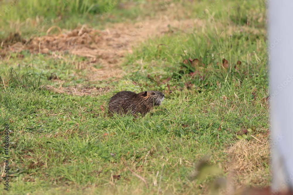 Fototapeta premium Coypu of a specific alien species