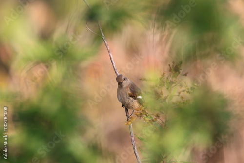 Daurian redstart looking for food in the grass