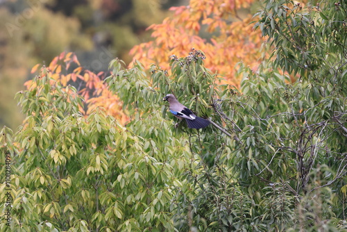 Eurasian Jay collecting acorns for winter food  