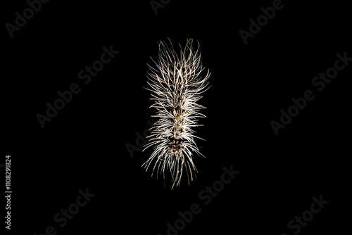 Lagarta peluda de pelos de cor branca pendurada em fio bem fino.  photo