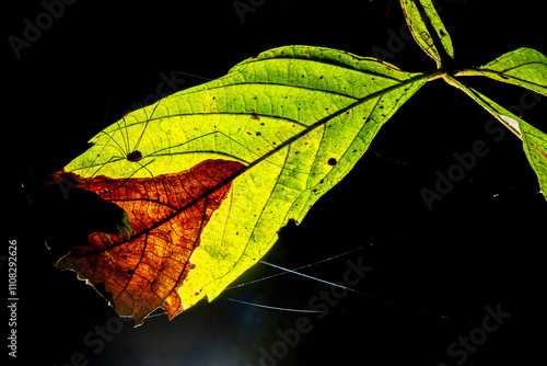 Folha com parte  verde e outra seca e aranha de pernas grandes sobre sua superfície.  photo