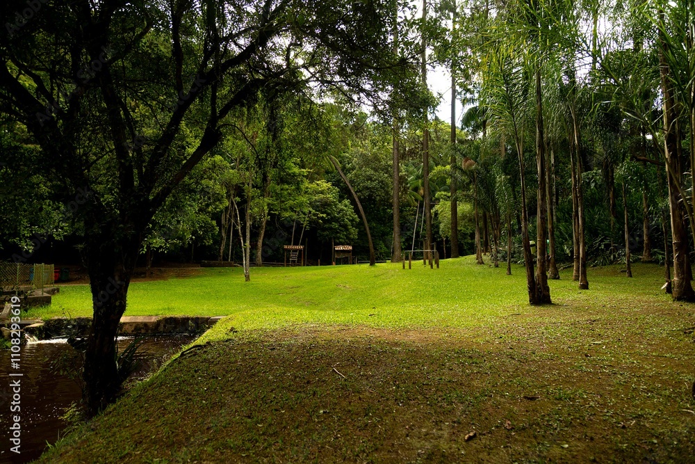 Fototapeta premium Árvores, gramado e rio de água escuro Mata Atlântica Brasileira.
