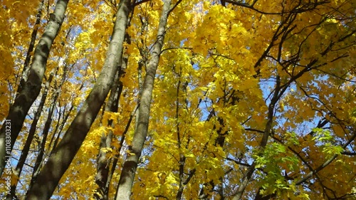 autumn leaves on a tree