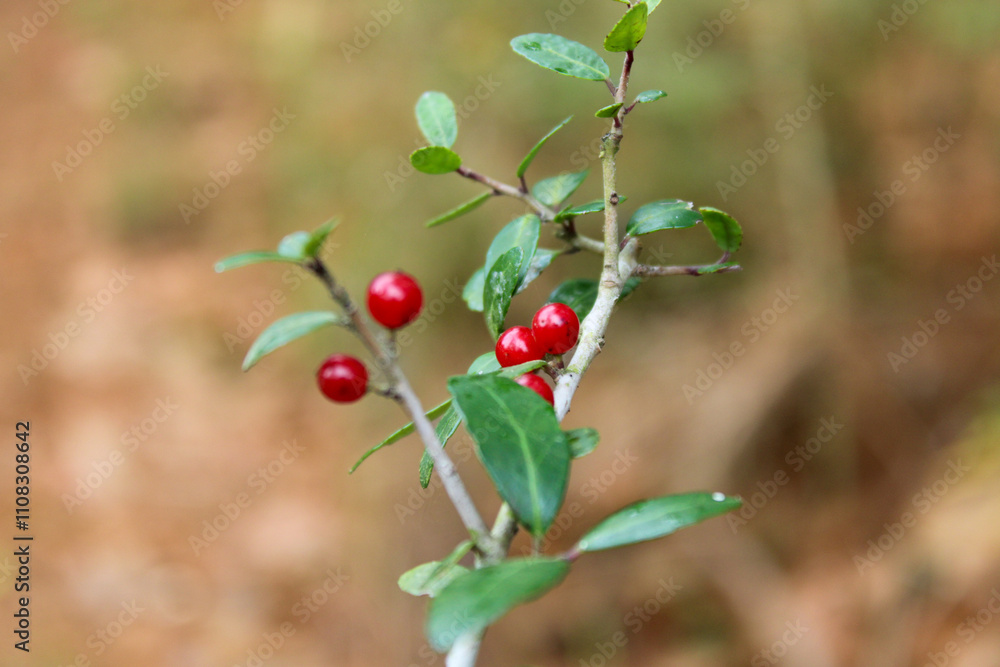 Fototapeta premium red berries on a branch
