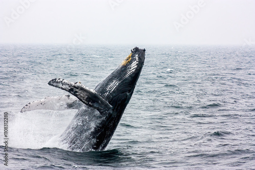 A Humpback Whale Breaching in the Atlantic Ocean on an Overcast day