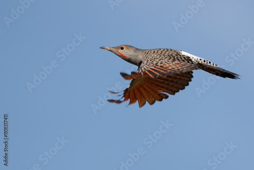 Northern Flicker Woodpecker Monitors Its Territory