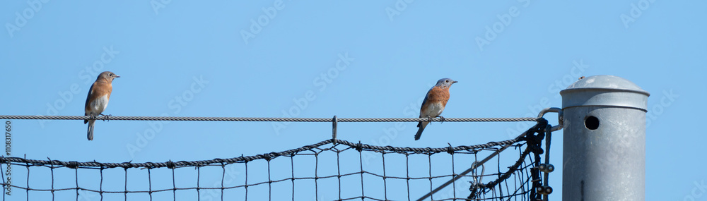 Obraz premium Eastern Bluebirds Perch on Ballpark Fence