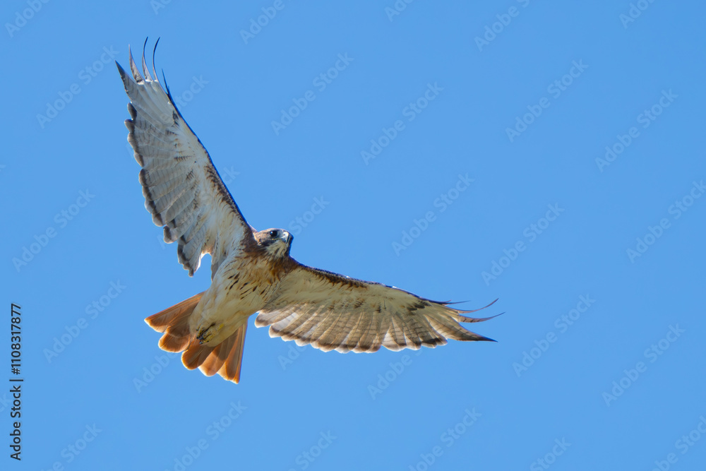 Fototapeta premium Red-Tailed Hawk Eyes Photographer Prey