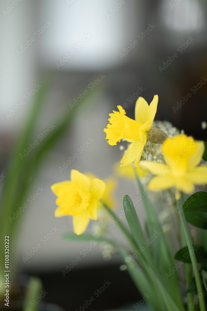 Obraz premium Yellow Daffodils in a Bright Indoor Setting