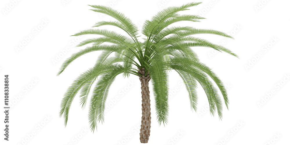Obraz premium palm tree isolated on white background for make mockup