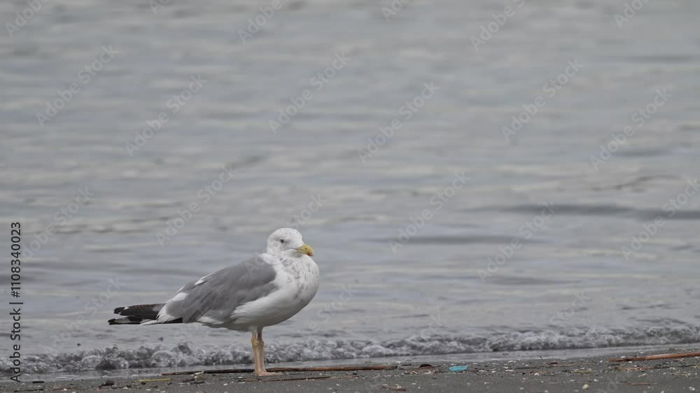 herring gull in a seashore herring gull in a seashore
