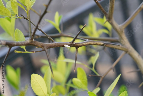 Stem of a plant with long thorns and blurred background photo