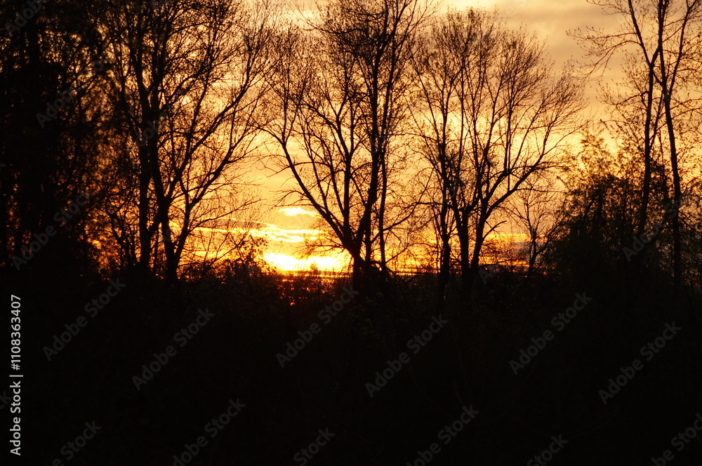 Naklejka premium sunset in the forest in upstate New Youk