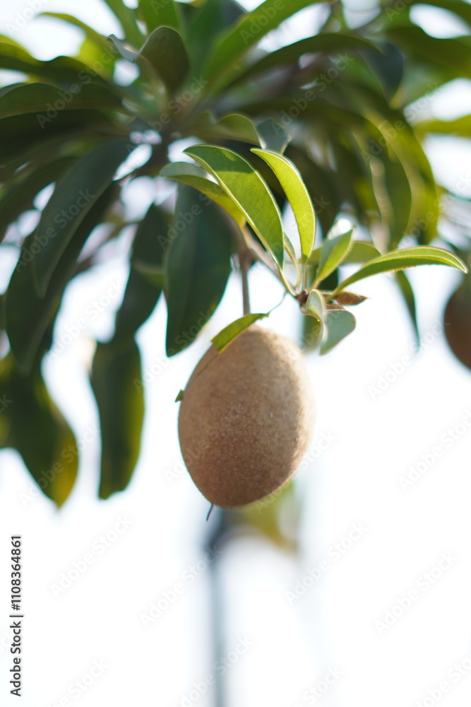 A sapodilla fruit still hanging on a tree with leaves as the background A sapodilla fruit still hanging on a tree with leaves as the background