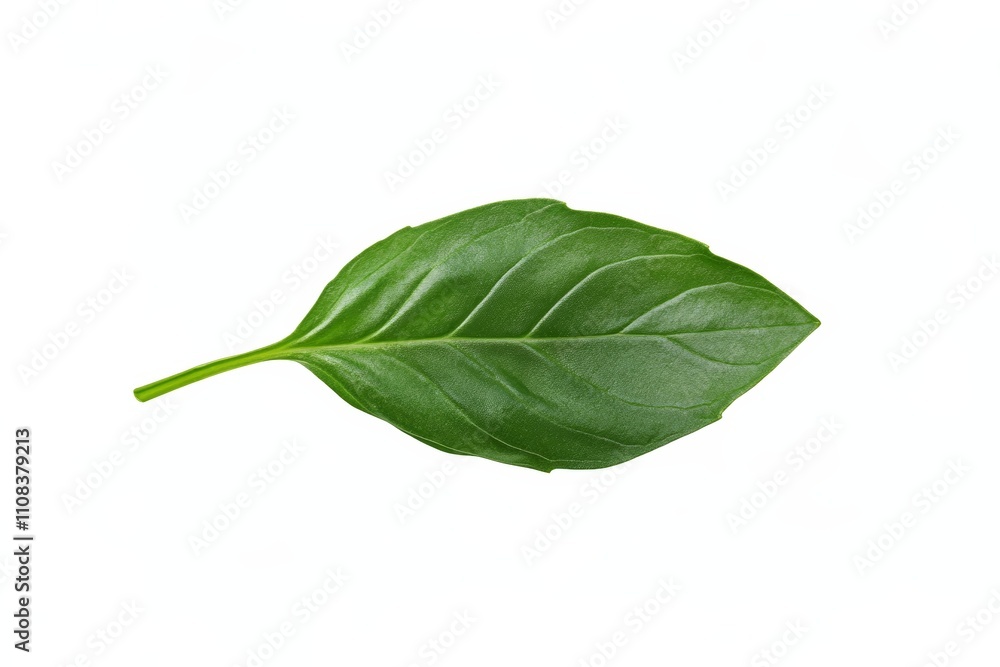 Obraz premium Fresh single basil leaf on white background