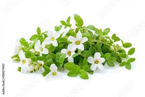 Obraz na płótnie Bacopa monnieri: a flowering ayurvedic herb known as brahmi, employed in classic treatments to boost mental skills and improve cognitive function w salonie