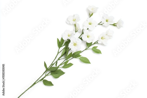 Elegant white flowers with green leaves on a white background