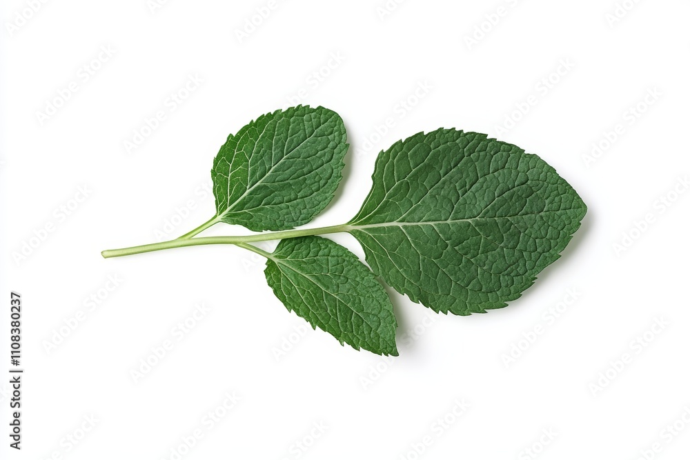 Fototapeta premium Fresh green mint leaves on white background