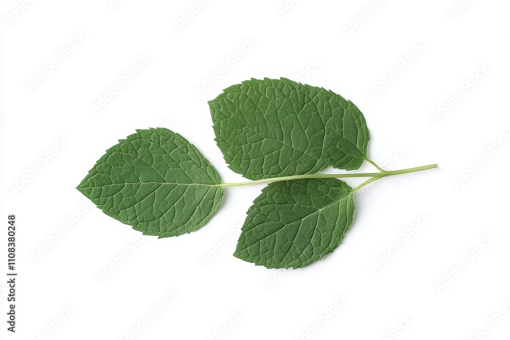 Fototapeta premium Three green oregano leaves on white background