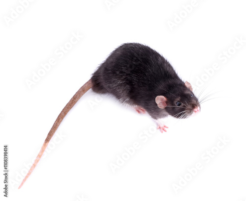 One rat on white background. Cute rodent photo