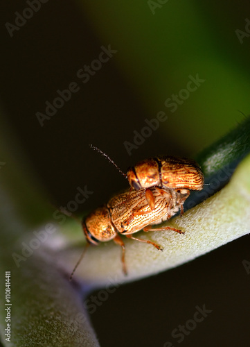 smll and beatiful golden beetles mating photo