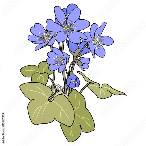  bunch of blue anemones, hepatica with leaves, digital painting, isolated on a transparent background