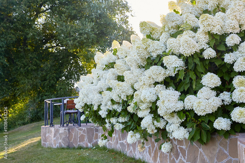 Hydrangea paniculate fence made of natural stone. A huge trend in landscape design. Lawn, shrubs in the backyard. Picturesque and beautiful landscape design. photo