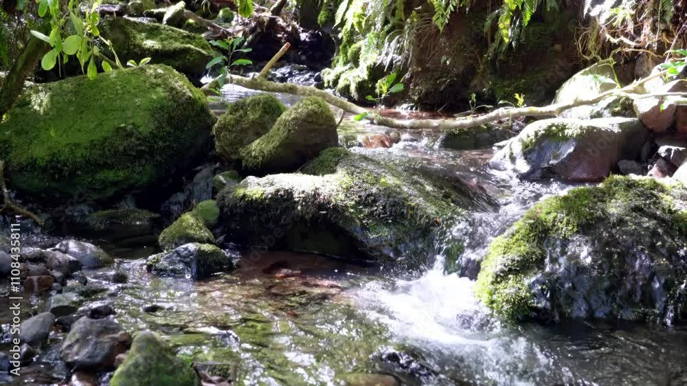 Nicols Creek Riverbed with Green Ferns and Lush Mosses: Serene Forest Scene Nicols Creek Riverbed with Green Ferns and Lush Mosses: Serene Forest Scene