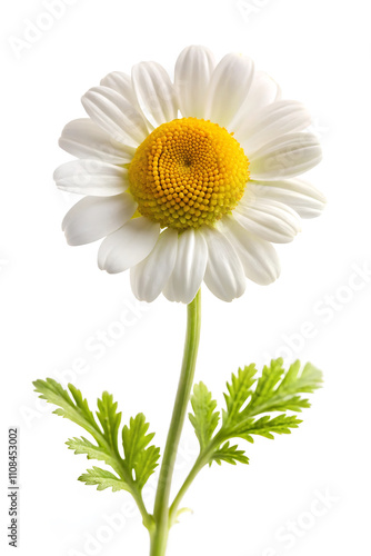 daisy isolated on white background