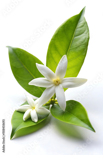 white frangipani flower