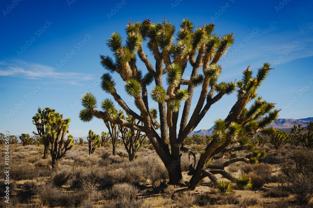 Fototapeta premium Mojave Desert, California, Joshua Trees