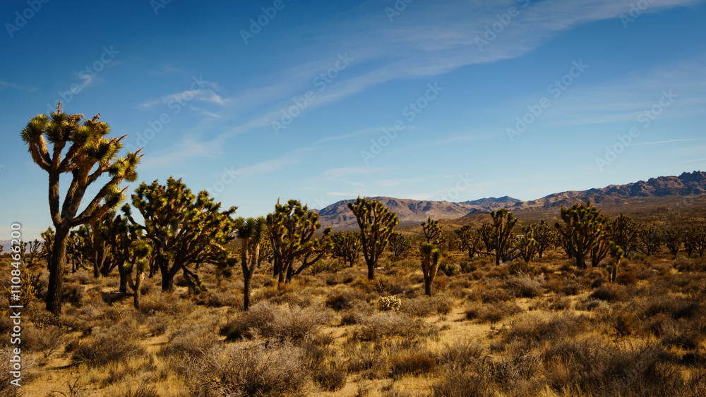 Fototapeta premium Mojave Desert, California, Joshua Trees