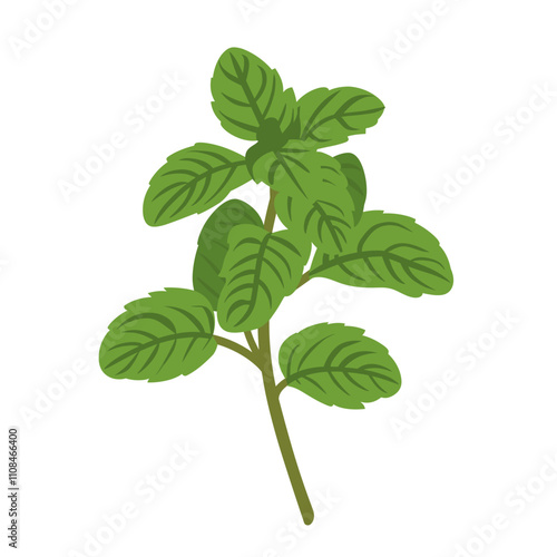 Fresh mint leaves with vibrant green color ideal for cooking and garnishing dishes