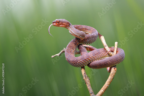 Red Viper snake on the wood branch