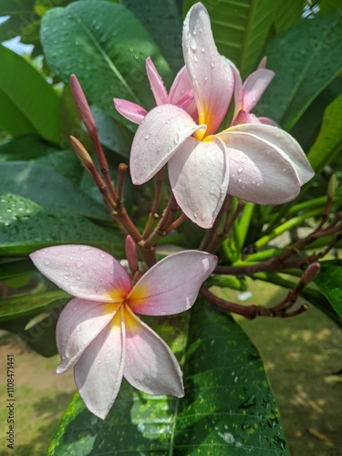 Pink Plumeria (Plumeria acuminate) is beneficial for beauty and health 2