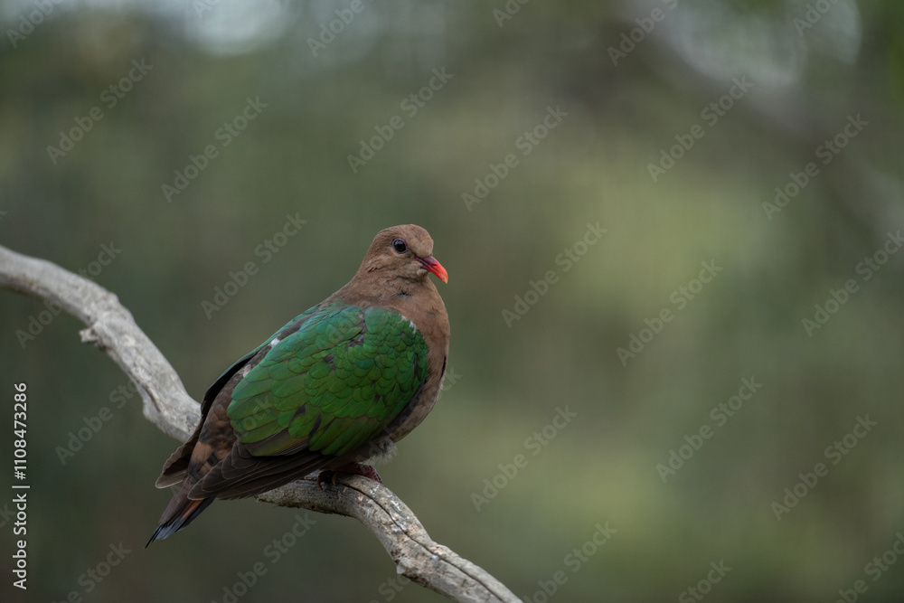 Obraz premium Emerald Dove on a Branch