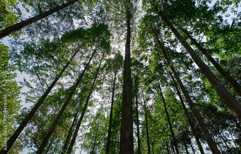 Obraz premium Looking up at the dense forest from a low angle, the sun shines through the leaves