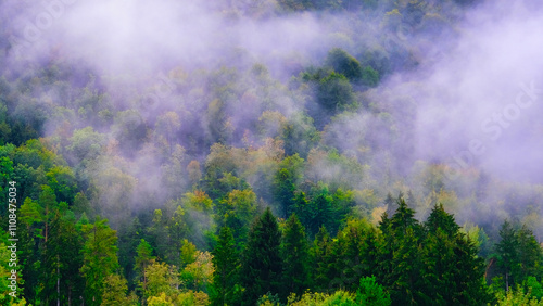 Vivid, picturesque shots of a vibrant forest enveloped in dense fog.