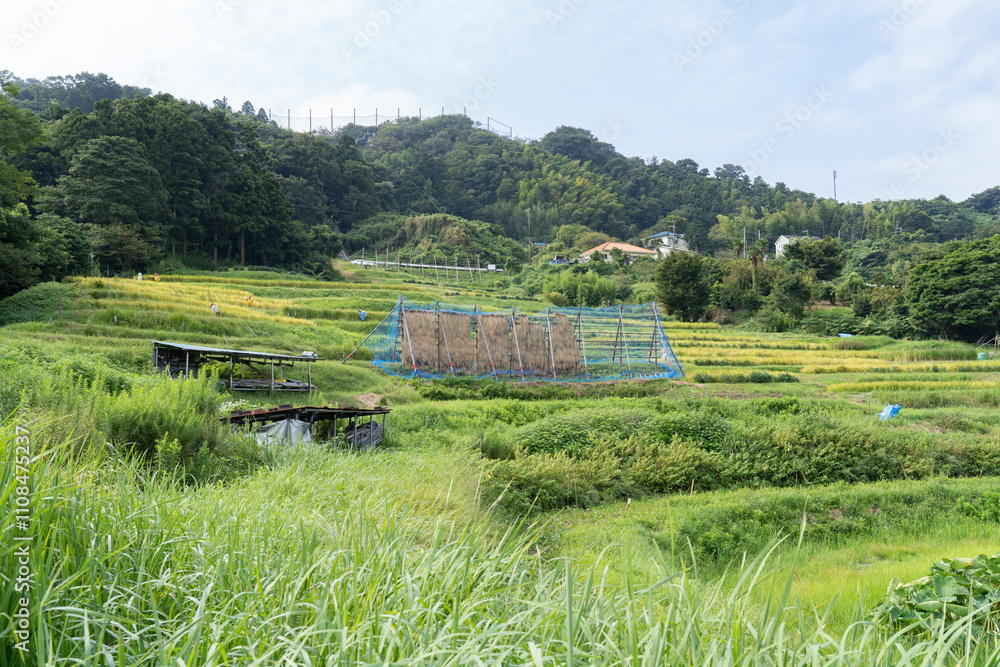 上山口の棚田 上山口の棚田