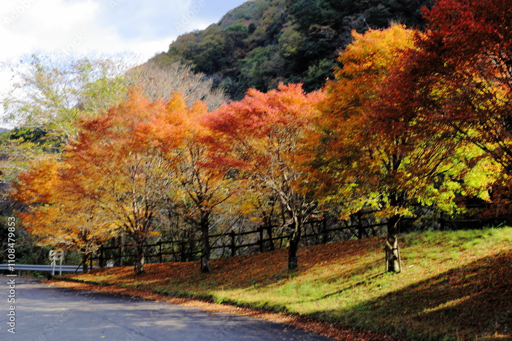 Naklejka premium 岐阜県揖斐川町の紅葉と柔らかい日差し