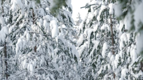 Wallpaper Mural Beautiful shot of a snowy coniferous forest during snowfall. Awesome wild nature during a cold scandinavian winter. Geology shot with the camera slowly tilting downwards. Selective focus. Torontodigital.ca