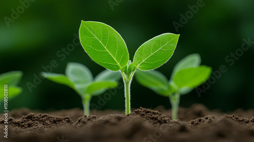 soybean growth in farm with green leaf background. agriculture plant seeding growing step concept