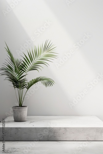 A minimalist interior featuring a potted palm plant on a concrete platform against a white wall with natural sunlight streaming in.