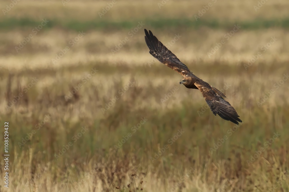 Fototapeta premium Eagle Soaring Over Golden Field