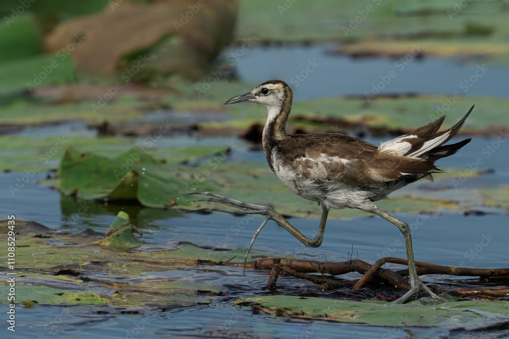 Fototapeta premium Pheasant-tailed Jacana on Lily Pads
