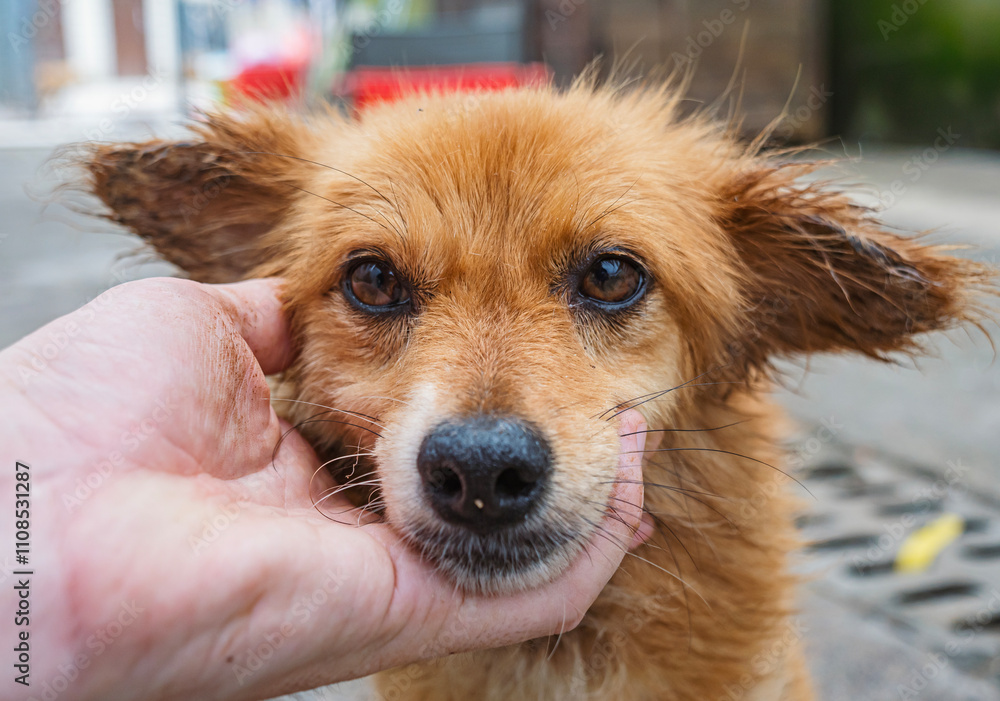 Obraz premium A dedicated volunteer gently interacts with a shelter dog in need of love and a forever home.