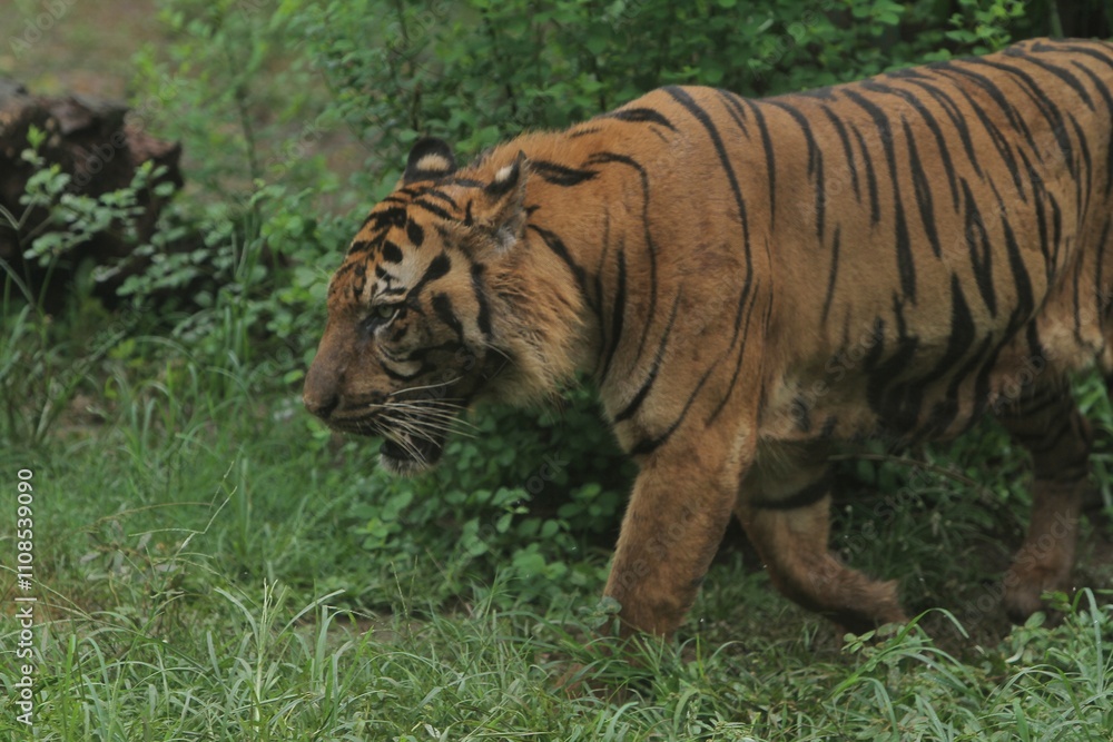 Obraz premium a Sumatran tiger wandering in the thicket while observing the surroundings