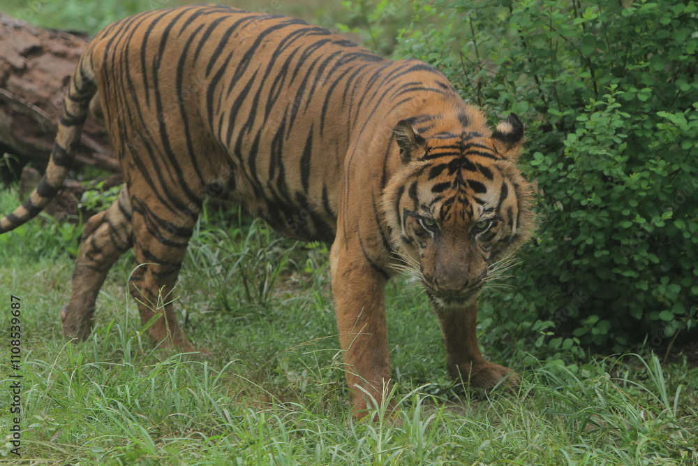 Fototapeta premium a Sumatran tiger wandering in the thicket while observing the surroundings